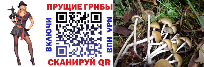 Псилоцибиновые грибы Psilocybe  дарнет шоп  Пудож 